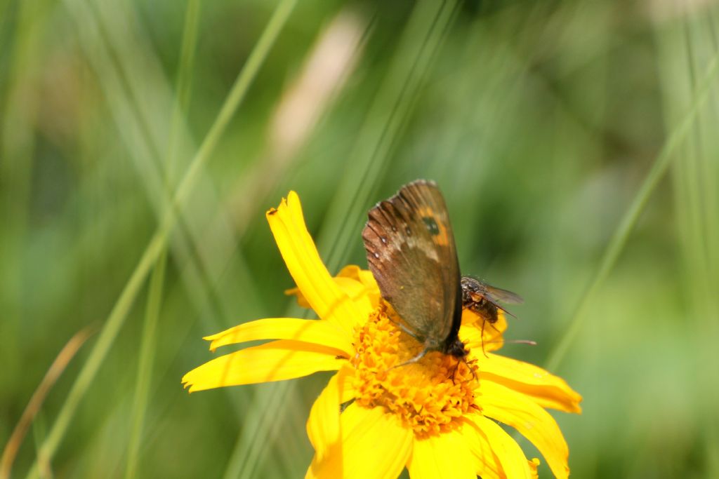 Quale erebia? Erebia euryale